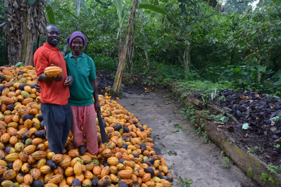Cameroonian farmers proudly holding freshly harvested cocoa pods on a Vista partner farm